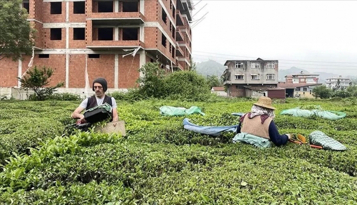 Çay Sokağı Konutları, Deprem Bölgesinde Yapılıyor: Çay Üreticilerinden Destek Geliyor!