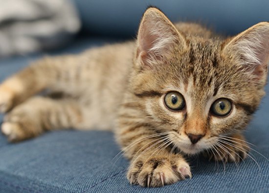Kedi Emzirmek: Kediniz için Doğru Yöntemler, Faydalar ve Öneriler