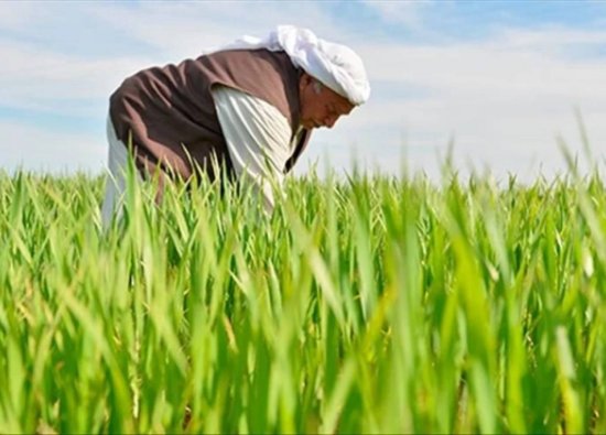 Türkiye'de Artan Maliyetler Nedeniyle Çiftçi Nüfusu Azalıyor!