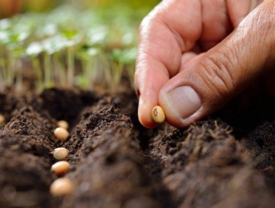 Hibe Destekli Ayçiçeği Üretimi: Toprakta Yağlık Ayçiçeği Tohumlarını Ekme Zamanı!