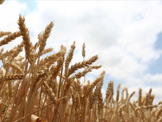 TMO Buğday Alım Fiyatları, Üreticiyi, Sanayiciyi ve Tüketiciyi Gözetecek!