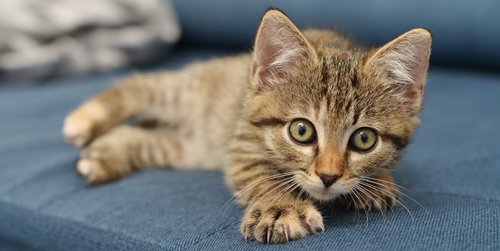 Kedi Emzirmek: Kediniz için Doğru Yöntemler, Faydalar ve Öneriler